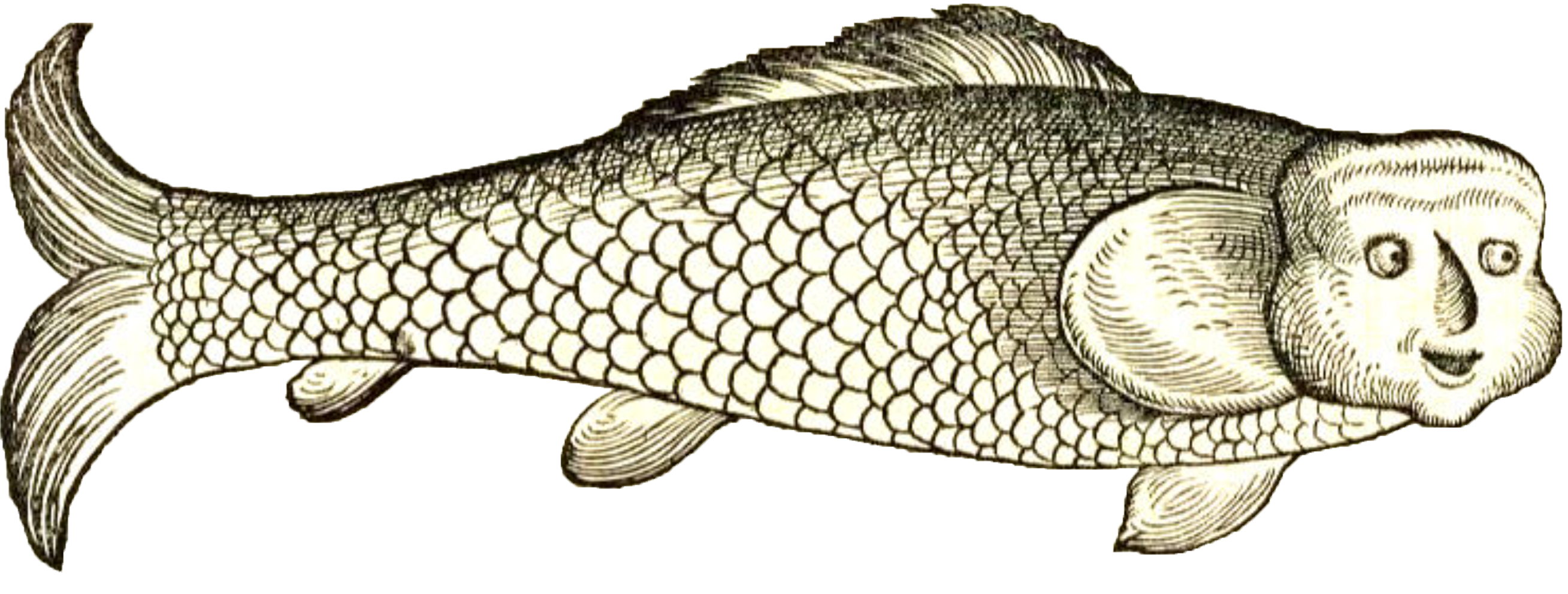 Conrad Gesner's artwork of a body of an ordinary carp but the face of a human being